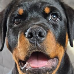 Rottweilers from Vom Haus Aurora Rottweilers