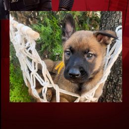 Bucky - Red sable male Belgian Malinois puppy in Chino, California from BlueStone K9