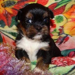 AKC CICI - Black and tan female Lhasa Apso puppy in Fort Washington, Maryland from GyanGanj Lhasa Apso