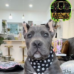 Diesel - Gray male Cane Corso puppy in Kent, Washington from Grande Kennels