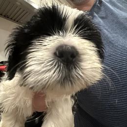LEXUS of the EMPRESS - Black and white male Shih Tzu puppy in Ellicott City, Maryland from Dr. Dmitriy Kurenbin PURE SHIH TZU Puppies