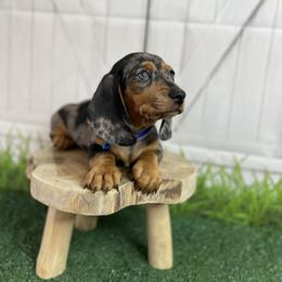 Dachshund and French Bulldog Puppies from AZ Royal Doxies llc