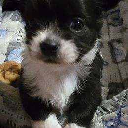 Diamond - Black and white female Chihuahua puppy in Amity, Pennsylvania from Baxters Chihuahuas