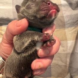 Newman - Blue fawn male French Bulldog puppy in Success, Missouri from Salty Pawz Kennel LLC