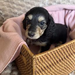 Boy 2 - Black and cream male Dachshund puppy in Fieldbrook, California from Honeydox Miniature Dachshunds