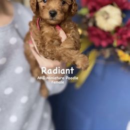 Bernedoodle, Cavapoo, Goldendoodle, and Poodle Puppies from Gypsi Doodles & Poodles