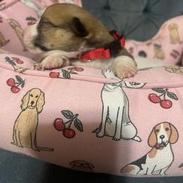 Girl 1 - female Pembroke Welsh Corgi puppy in New Waverly, Texas from Corgie & Cream Paradise