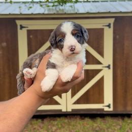 Stella - Tri-color female Bernedoodle puppy in Greenville, Texas from Doodles of Promise