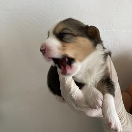 Pembroke Welsh Corgi Puppies from Mount Garfield Corgis