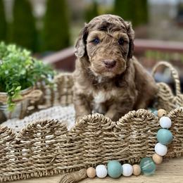 Catherine - Merle female Bernedoodle puppy in Bells, North Carolina from Neighborhood Poodles & Doodles