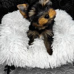 Tiny boy READY NOW - Black and tan male Yorkshire Terrier puppy in Cornelia, Georgia from Kruz Kennels