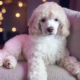 Cranberry Sauce with Training - Cream female Poodle puppy in Boonville, North Carolina from Doods & Dolls