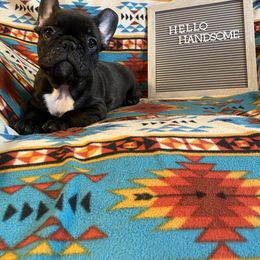 French Bulldog Puppies from Erica's Furbaby French Bullies