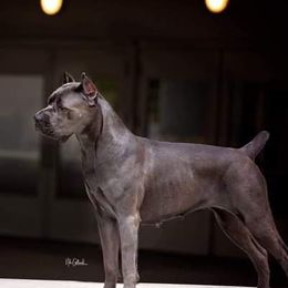 Scarlet - Cane Corso