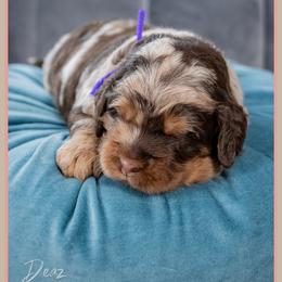 Sharpay - Merle female Cockapoo puppy in Connersville, Indiana from Deaz Doodle Ranch