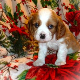 Cavachon, Cavalier King Charles Spaniel, and Cocker Spaniel Puppies from Walnut Grove Cavaliers