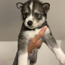 Pomsky Puppies from JsPomskies