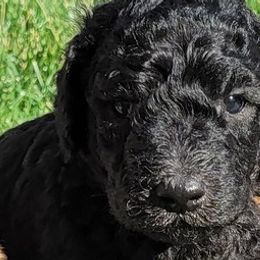 Poodles from Harriette & Ozzy's Poodle Pups