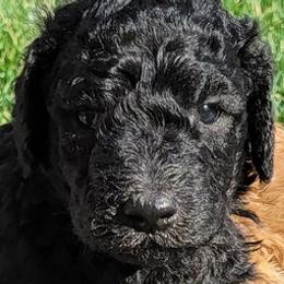 Poodles from Harriette & Ozzy's Poodle Pups