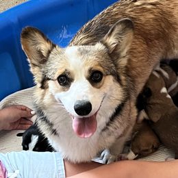 Hatti - Pembroke Welsh Corgi