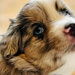 Miniature Australian Shepherds from Kristy’s Kennels