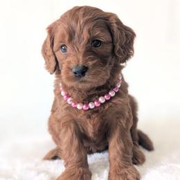 Snow Cone - Red  female Goldendoodle puppy in Blackfoot, Idaho from Riverside Poodles