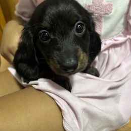 Dachshund Puppies from McQueen farms