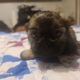 Boy 3 - Black male Shih Tzu puppy in Belleville, Michigan from Patricia's Heavenly Earth Angels