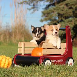 Pembroke Welsh Corgi Puppies from Bellwether Acres