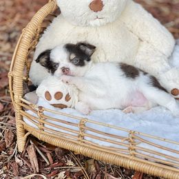 Boy 3 - Chocolate and white male Chihuahua puppy in Oviedo, Florida from ROYALCHIHUAHUAPUPPY