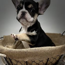 Bulldog and French Bulldog Puppies from Fancy Like Frenchies