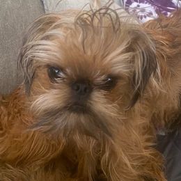 Brussels Griffons from Middletown Dreams