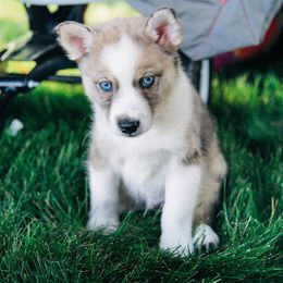 Pomsky Puppies from L&LPomskyPuppies