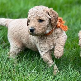 Poodles from Jon