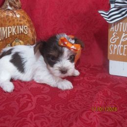 Yorkshire Terrier Puppies from Grandma's Yorkie Cottage