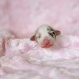 Australian Shepherd Puppies from Mezzo Australian Shepherds