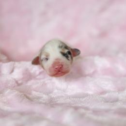 Australian Shepherd Puppies from Mezzo Australian Shepherds