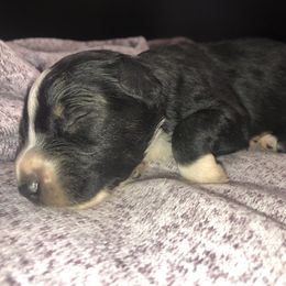 Australian Shepherd Puppies from Powell’s Australian Shepherds