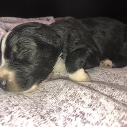 Australian Shepherd Puppies from Powell’s Australian Shepherds