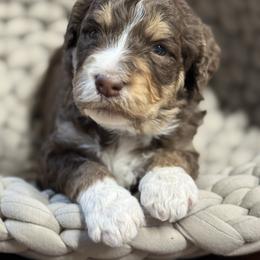 Pumice - Brown and white male Bernedoodle puppy in Rose Hill, North Carolina from Red Door Canines