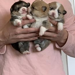 Pembroke Welsh Corgi Puppies from Nunas Corgis