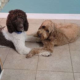 Assorted Doodle Crosses, Bernedoodles, and Labradoodles from Small town doodles & poodles