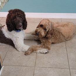 Assorted Doodle Crosses, Bernedoodles, and Labradoodles from Small town doodles & poodles