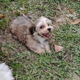 Piper - Red brindle female Havanese puppy in Gainesville Ocala, Florida from Curly Que Standard Poodles and Havanese