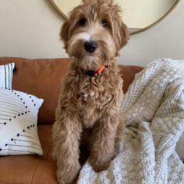 Bohdi - Red  male Goldendoodle puppy in Platteville, Wisconsin from Beck Kennel