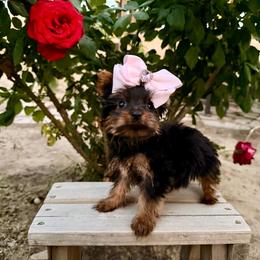 Girl - Black and gold female Yorkshire Terrier puppy in Bakersfield, California from Yorkie To My Heart