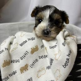 Noel - Parti male Yorkshire Terrier puppy in Illinois from Pretty Little Yorkies