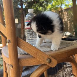Pomeranian Puppies from Pomni Poms