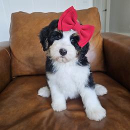 Aussiedoodle, Bernedoodle, and Double Doodle Puppies from Saltwater Doodles