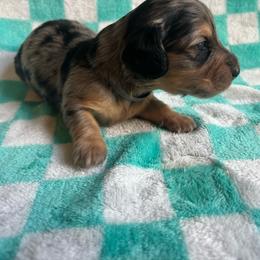 Grey collar - Dapple female Dachshund puppy in Eustis, Florida from K8’s Dachshunds